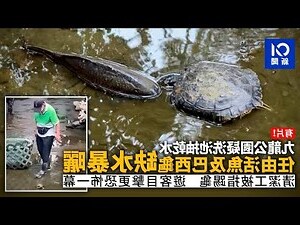 水魚 龜